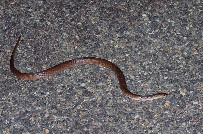 Dunmall's snake