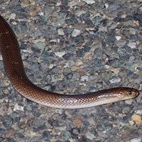 Dunmall's snake