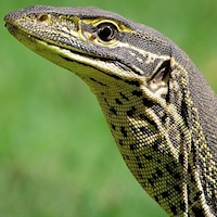 Australian Reptiles /