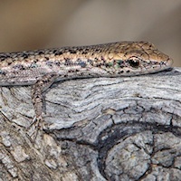 Inland snake-eyed skink