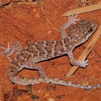 Bynoe's gecko
