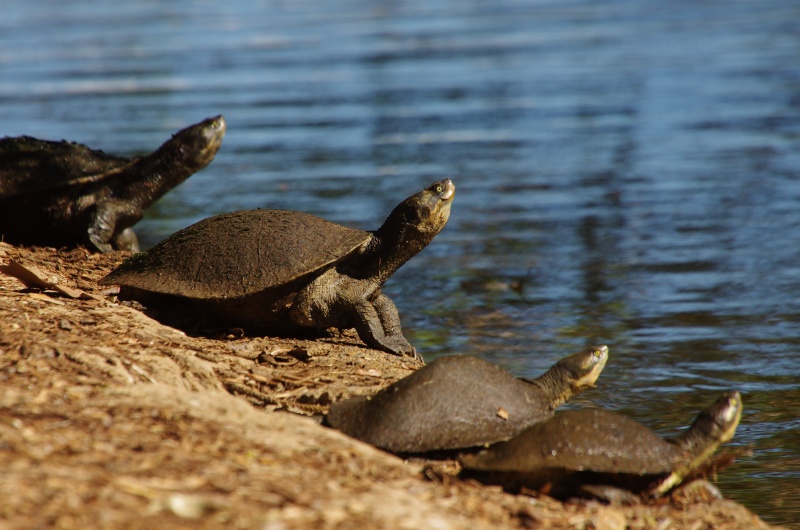 Murray River turtle