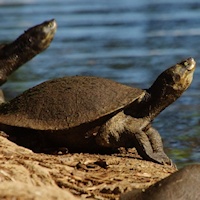 Murray River turtle