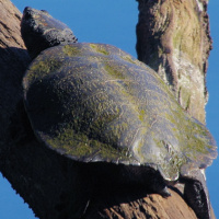 Saw-shelled turtle