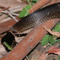 Stephens' banded snake