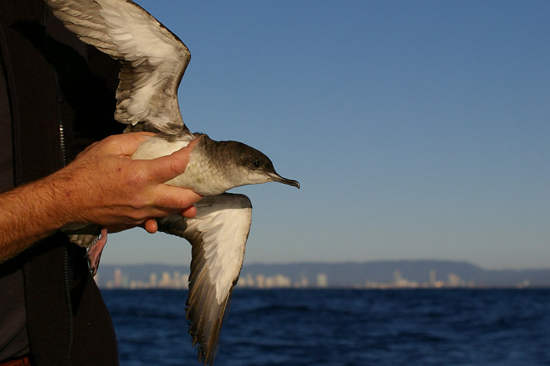 Fluttering Shearwater (Puffinis gavia) release