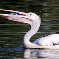 Pelican (Pelecanus conspicillatus) with bottle