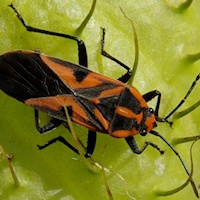 Milkweed Bug sp. (Spilostethus hospes)