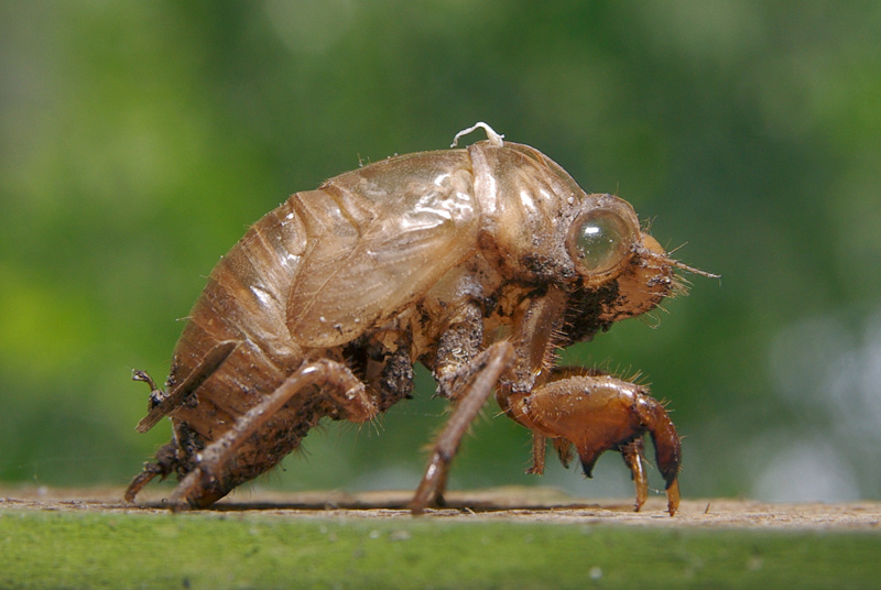 Cicada Shell