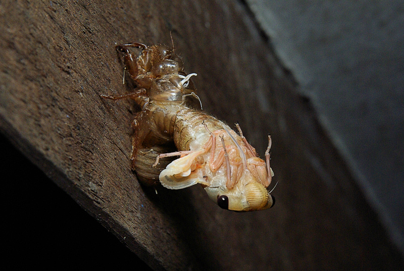 Cherry-nose Cicada (Macrotristria angularis) Ecdysis