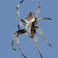 Garden Orb Web Spider (Eriophora transmarina)
