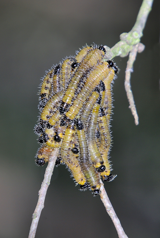 Sawfly larvae (genus Perga?)