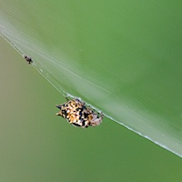 Unidentified spider in web