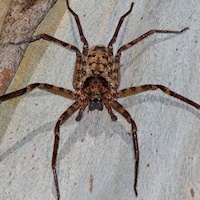 Brown Huntsman spider (Heteropoda jugulans)
