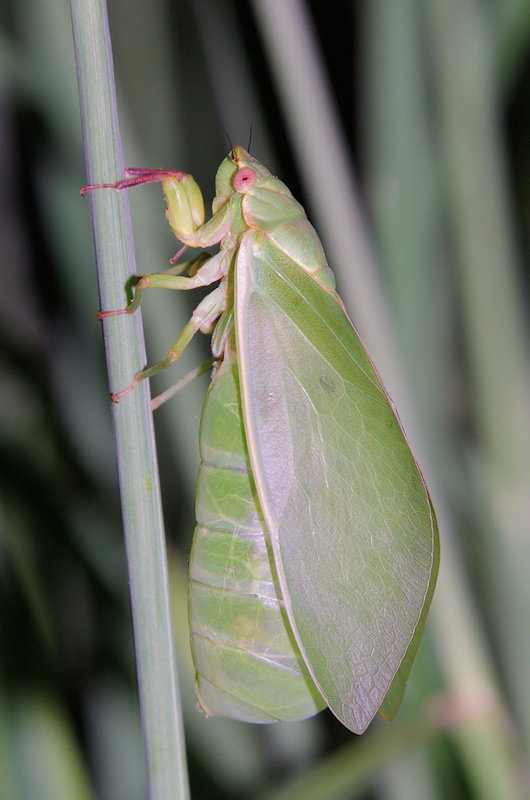 Bladder Cicada (Cystosoma saundersii)