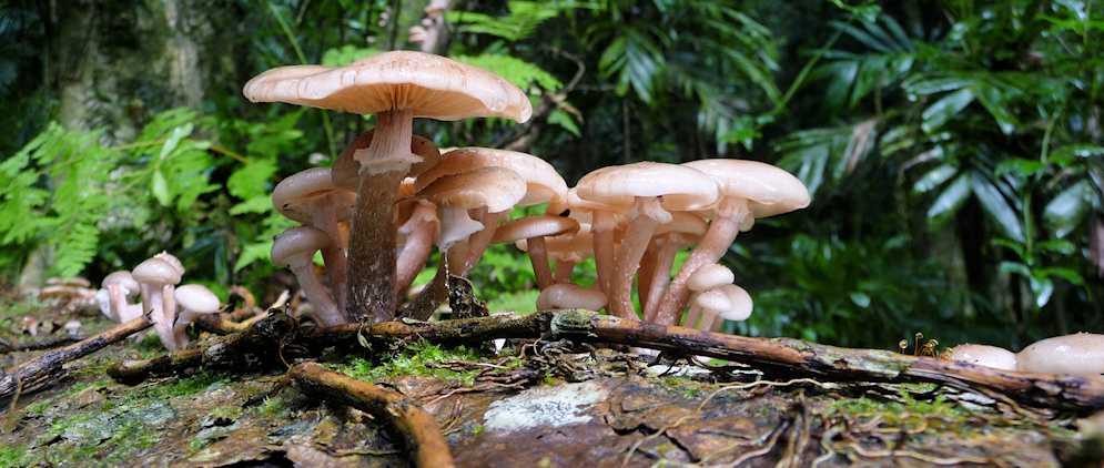 Deathcap mushrooms (Amanita phalloides) ?