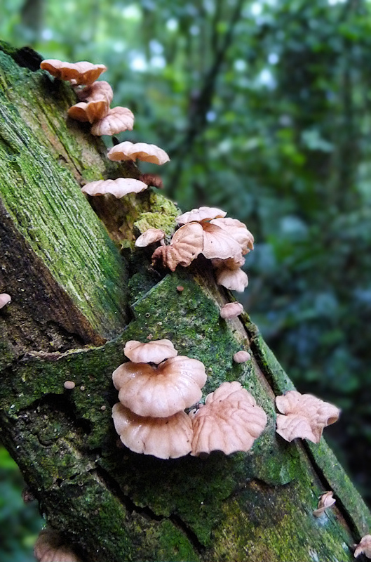 Cascading Mushrooms