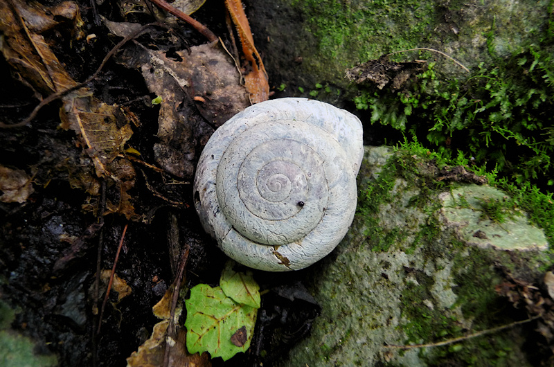 Shell spiral