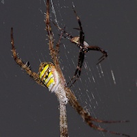 St. Andrew's Cross Spiders (Argiope Keyserlingi)