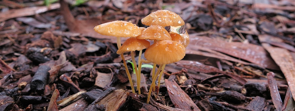 Unidentified Mushrooms