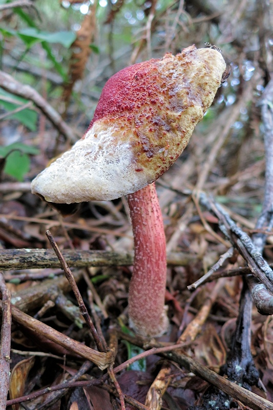 Unidentified Mushroom