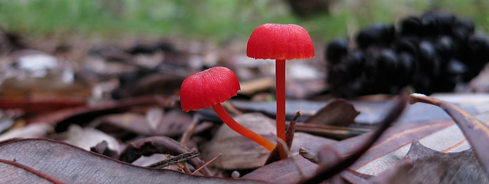 Red mushrooms (Mycena viscidocruenta) ?