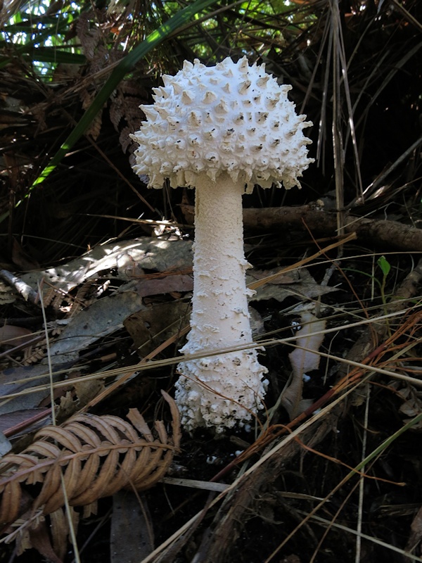Mushroom (Amanita ochrophylloides) ?