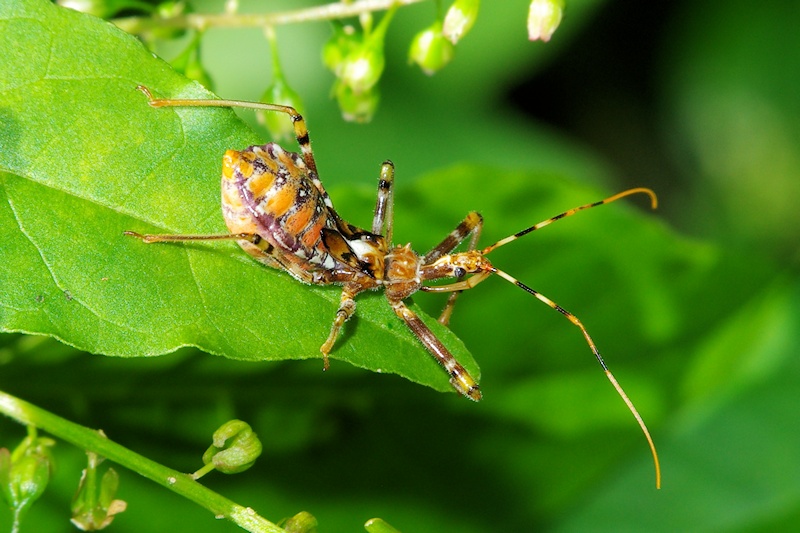 Common Assassin Bug (Pristhesancus plagipennis)