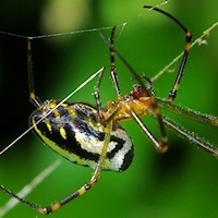 Silver Orb Spider (Leucauge granulata)