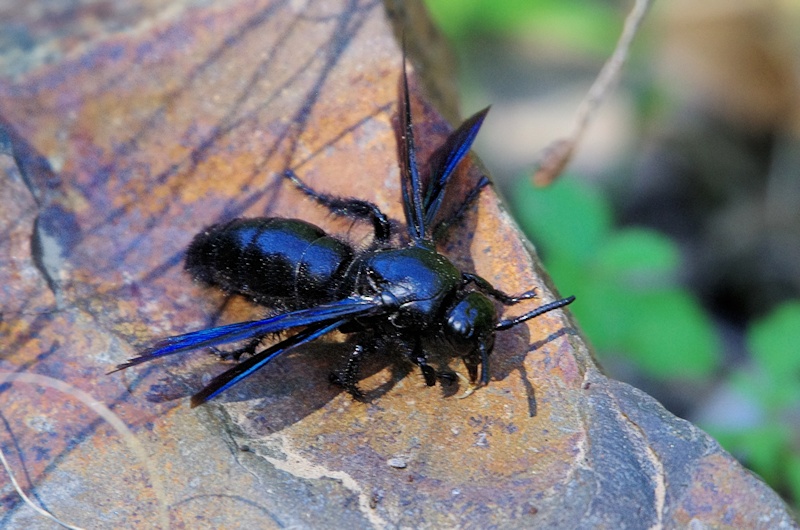Blue Flower Wasp (Scolia soror)