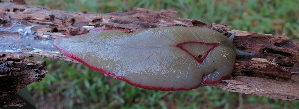 Red Triangle Slug (Triboniophorus graeffei)