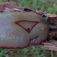 Red Triangle Slug (Triboniophorus graeffei)