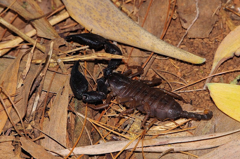 Rainforest Scorpion (Liocheles waigiensis)