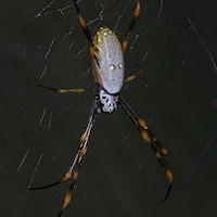 Golden Orb-Weaver Spider (Nephila sp.)