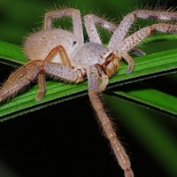 Badge Huntsman Spider (Neosparassus sp.)