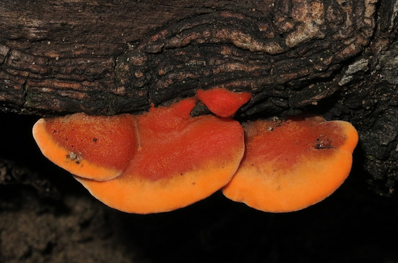 Scarlet Bracket (Pycnoporus coccineus)