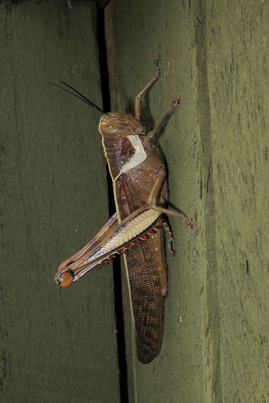 Giant Grasshopper (Valanga irregularis)