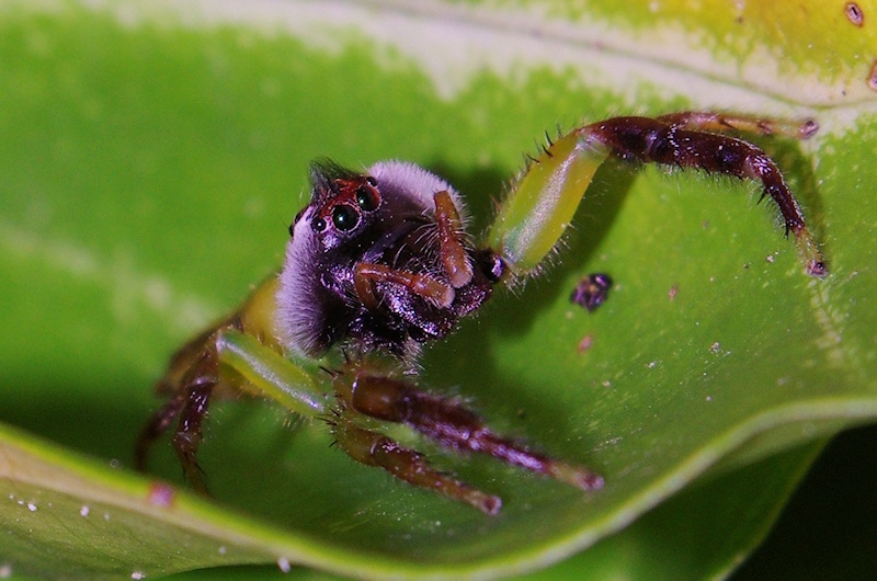 Green Jumping Spider (Mopsus mormon) Male close-up