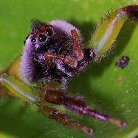 Green Jumping Spider (Mopsus mormon) Male close-up