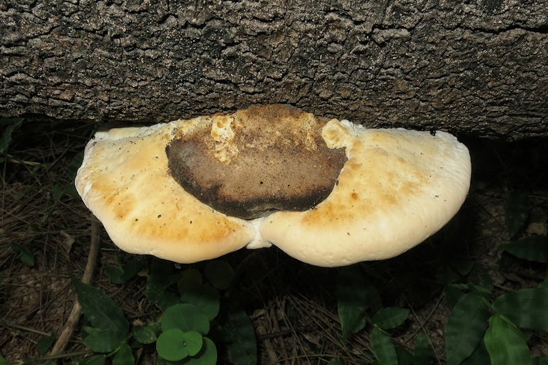 Unidentified Fungi