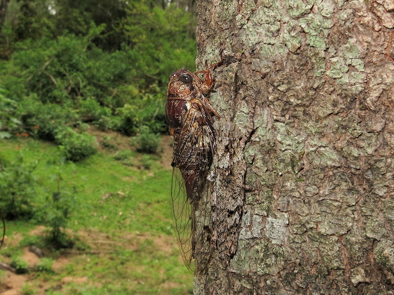 Floury Baker Cicada (Aleeta curvicosta)