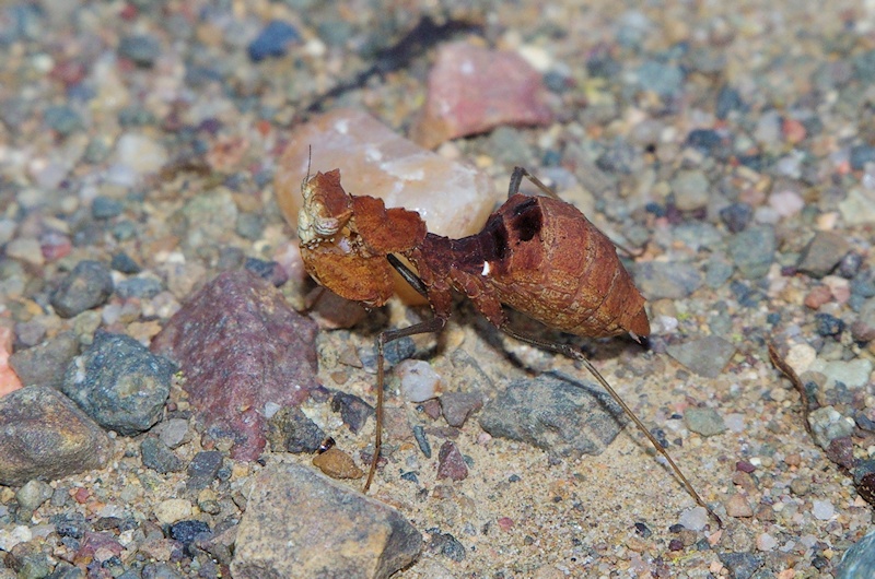 Mantid sp. (Nesoxypilus albamaculatus)