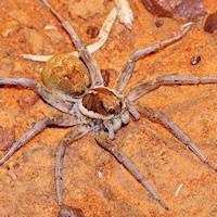 Wolf Spider (Lycosa sp.)