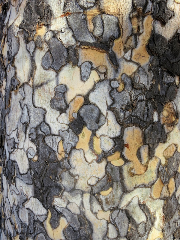 Leopardtree (Flindersia maculosa) bark pattern