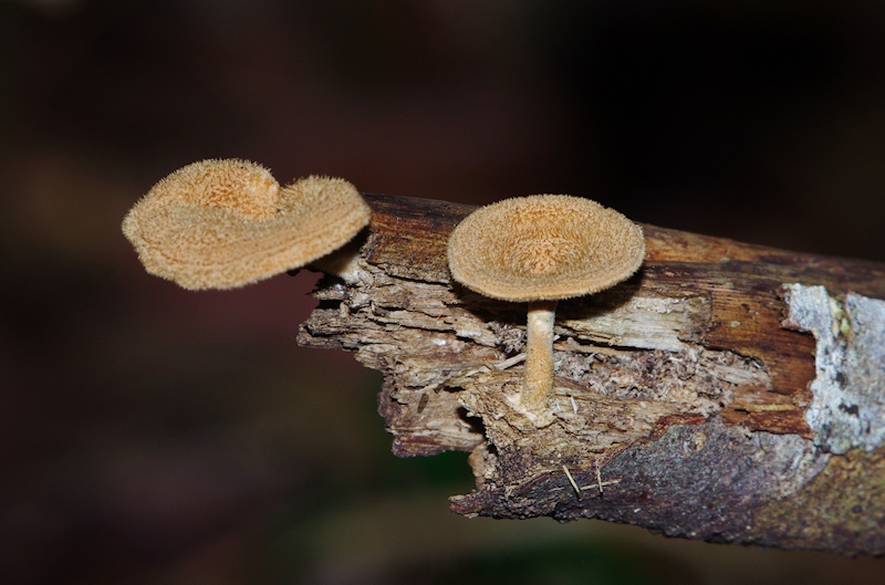 Mushrooms (Panus fasciatus)
