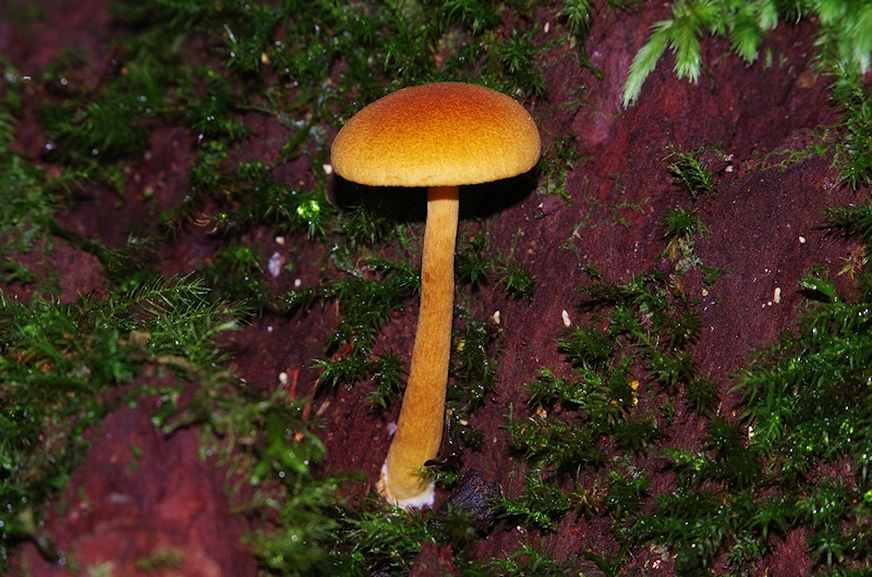 Mushroom (Gymnopilus ferruginosus)