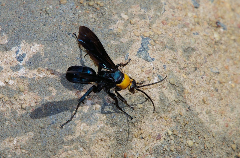 Orange-collared Spider Wasp (Ferreola handschini)