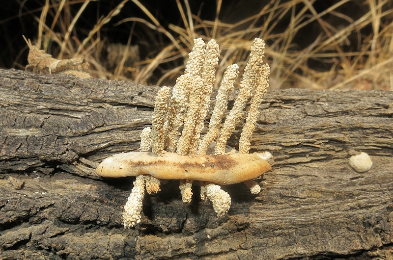 Unidentified fungi with growths