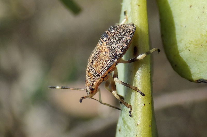 Unidentified Shield Bug nymph