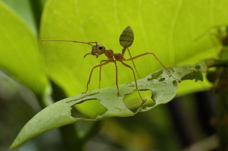 Green Ant (Occophylla smaragdina)